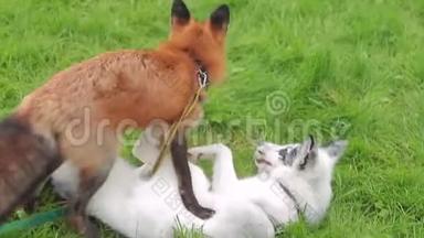夏天下午，两只狐狸在公园的绿草上玩耍。
