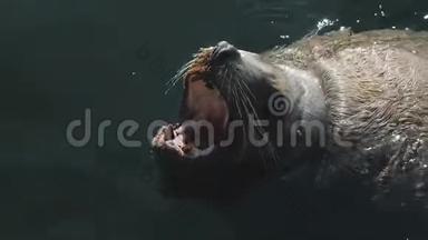 巨大的<strong>海狮</strong>在冰冷的太平洋的冷水中游泳