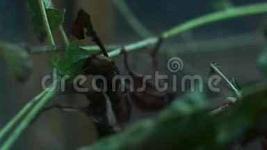 绿叶上常见的青螳螂的宏观形象