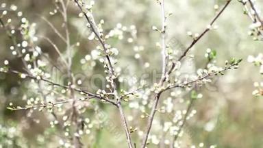 早春，果树枝上开着未开放的白花。