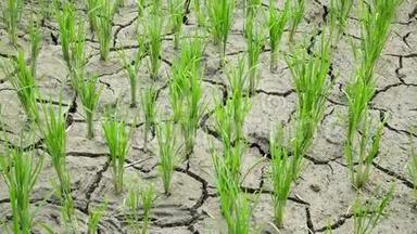 由于干旱，<strong>水稻种植</strong>在干燥和开裂的土壤上。