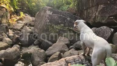 泰国北部热带丛林河石上可爱的<strong>小白狗</strong>。