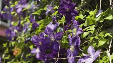花园里美丽的<strong>紫色花朵</strong>