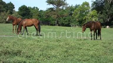 年轻的马在草地上放牧