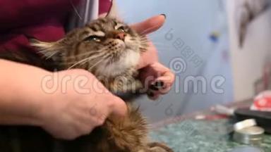 宠物美容店里的毛茸茸的猫，造型师梳理大衣，美容服务
