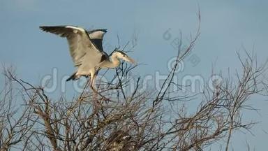 灰鹭，巢树上的水生鸟类，自然树栖息地的动物行为，西欧，野生动物场景，巢鸟