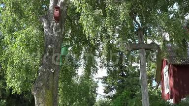 鸟舍鸟巢盒子挂在靠近农舍的老桦树上。4公里
