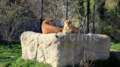 动物园里，两只雌狮子躺在岩石上