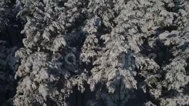 冬林空中摄影.. 白雪覆盖的松树的俯视图。 大雪中<strong>高大</strong>的<strong>树木</strong>