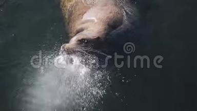 巨大的<strong>海狮</strong>在堪察加地区冰冷的海水中游动