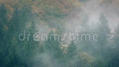 浓雾中的野生森林