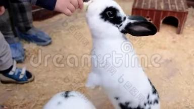 小男孩在一个接触动物园喂兔子。 <strong>可爱</strong>的<strong>小兔子</strong>