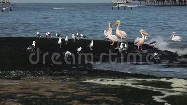 海鸥和粉红色的鹳立在<strong>靠近</strong>海岸的海藻上。