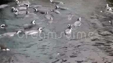 一群可爱的麦哲伦企鹅在水中嬉戏