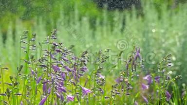 雨滴落夏园背景，绿草<strong>草坪浇水</strong>.. 花卉植物开花植物花园