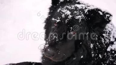 冬天下雪时无家可归的狗用悲伤的眼神看着镜头