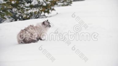 一只毛茸茸的<strong>大猫</strong>在雪地里靠近树林