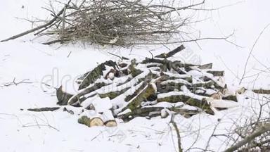 一棵干燥的落叶树上折断的树枝躺在森林里白雪覆盖的地面上。