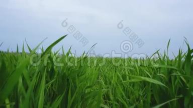 阳光明媚的一天，年轻的绿叶在<strong>农田</strong>上。 生长在大的工业<strong>农田</strong>上的年轻绿色小麦。