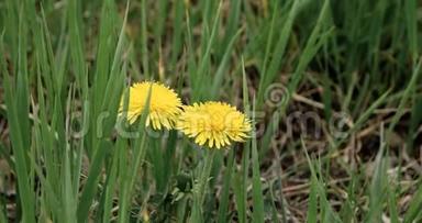 蒲公英在春天草甸鲜绿的草地上.. 绿色草地背景上的黄色蒲公英花