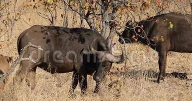 非洲水牛在树上摩擦