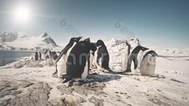 南极洲雪地上的特写企鹅群。