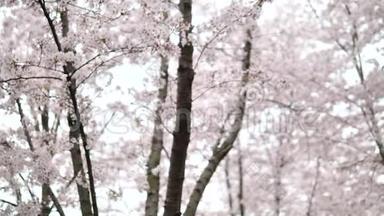 春季系列花：樱花枝上的樱花和微风中落下的樱花花瓣
