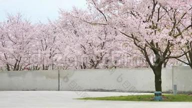 春季系列花：樱花枝上的樱花和微风中落下的樱花花瓣