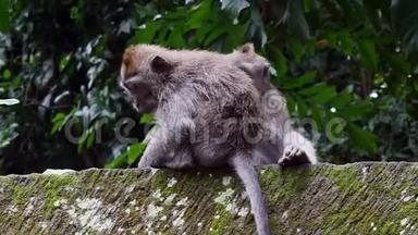 猴子在巴厘岛的雨林里捕捉他朋友的跳蚤。