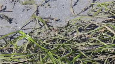 小螃蟹在潮水中爬过沙滩