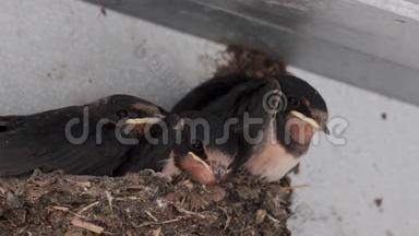 燕子雏鸟，<strong>黑云</strong>蝶科，在窝里等待成人在七月，苏格兰。