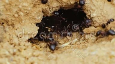 一只<strong>蚂蚁</strong>正在地上挖一个蚁穴。