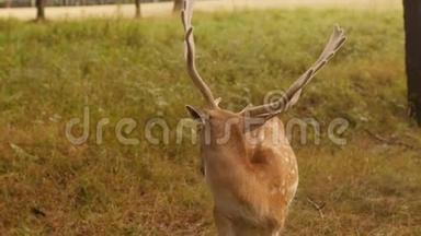 美丽的野生<strong>动物斑点</strong>鹿，在大自然的背景上有角，日本鹿