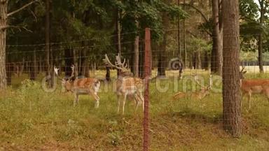 大自然背景上有角的美丽野生动物斑点鹿，日本鹿，动物学