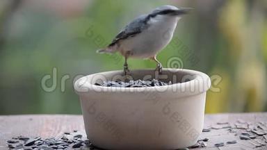 鸟在喂食器里啄食种子