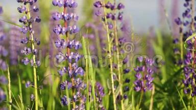 盛开的羽扇豆花，田野上的羽扇豆花，紫色盛开的花朵。 关上门。