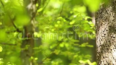 可爱的大斑点啄木鸟主要在巢中喂养它的<strong>后代</strong>。 绿林树叶背景