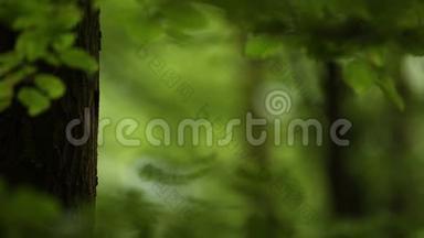 可爱的大斑点啄木鸟主要在巢中喂养它的<strong>后代</strong>。 绿林树叶背景