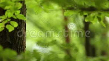 可爱的大斑点啄木鸟主要在巢中喂养它的后代。 绿林树叶背景