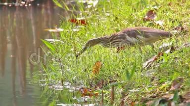 中国池塘中的<strong>鹭鸟</strong>在池塘里觅食