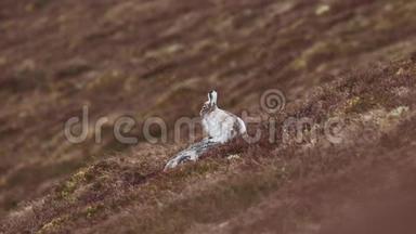 <strong>今年</strong>四月，在苏格兰的cairngorm’s NP，山野兔Lepuschibleus在春天坐着盯着特写镜头。