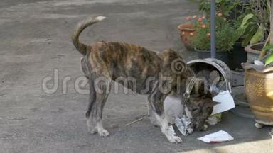 无家可归、瘦弱和饥饿的狗在街上的垃圾桶里挖。 亚洲，泰国。 慢动作