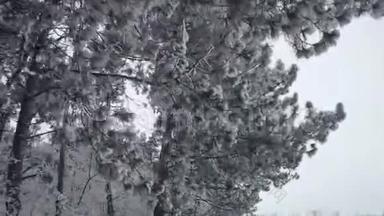 <strong>冬松</strong>林中有雪覆盖的树枝.. <strong>冬</strong>天的一天，雪落下来，覆盖着杉树。 <strong>冬</strong>季背景