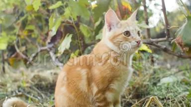 红猫躺在户外的绿草上，可爱的小猫观察花园，宠物在户外玩耍和打猎