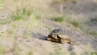 海龟带着<strong>保护壳</strong>在沙子里慢慢地移动