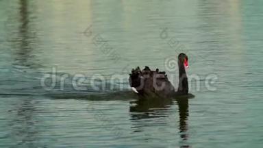 黑天鹅漂浮在水面上.. 黑天鹅迅速漂浮在水面上。 俄罗斯，克拉斯诺达尔，德国
