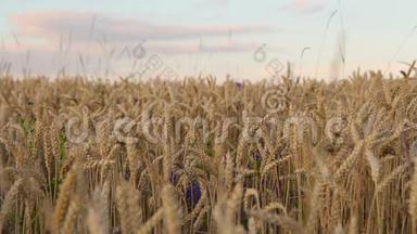 小麦在黄昏时期被<strong>浸染</strong>