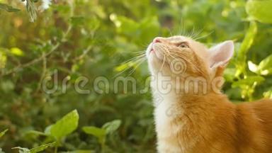 红猫躺在户外的绿草上，可爱的小猫观察花园，宠物在户外玩耍和打猎