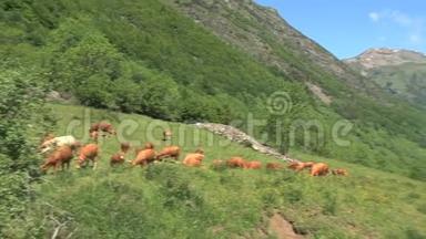 潘从法国阿尔卑斯山脉的群牛到法国奥尔农山脉