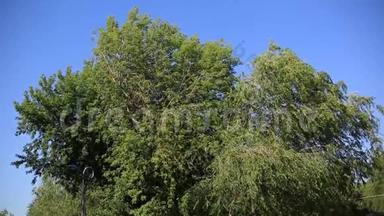 在阳光明媚的一天里，一棵带着绿叶的树的枝条随风摇曳在蓝<strong>天上</strong>。 环境